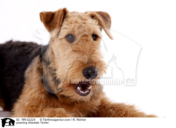 ghnender Airedale Terrier / yawning Airedale Terrier / RR-32224