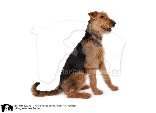 sitting Airedale Terrier / RR-32235