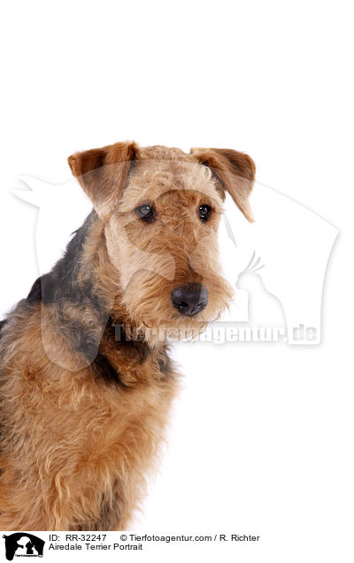 Airedale Terrier Portrait / Airedale Terrier Portrait / RR-32247