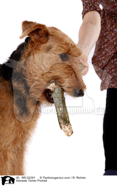 Airedale Terrier Portrait / Airedale Terrier Portrait / RR-32291