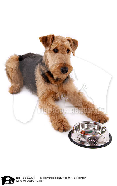 liegender Airedale Terrier / lying Airedale Terrier / RR-32301