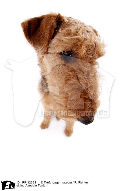 sitting Airedale Terrier / RR-32323