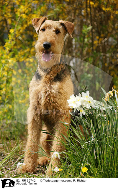 Airedale Terrier / RR-35742