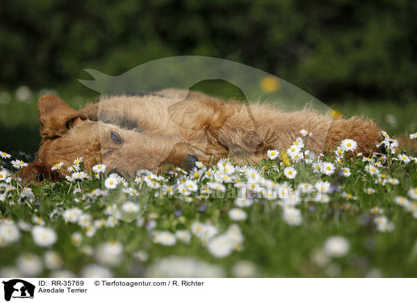 Airedale Terrier / Airedale Terrier / RR-35769