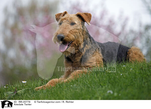Airedale Terrier / Airedale Terrier / RR-35778