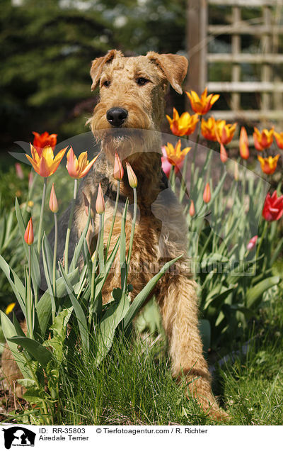 Airedale Terrier / Airedale Terrier / RR-35803