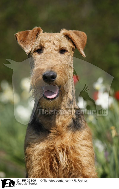 Airedale Terrier / RR-35806