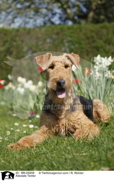 Airedale Terrier / RR-35808