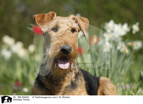 Airedale Terrier / RR-35809