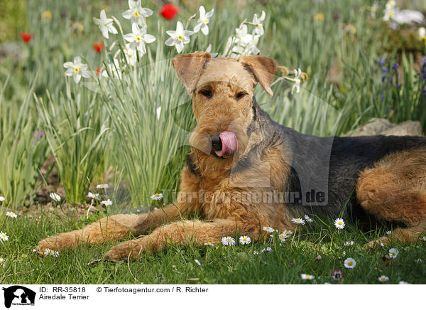 Airedale Terrier / RR-35818
