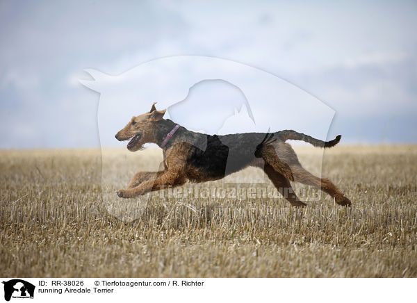 running Airedale Terrier / RR-38026