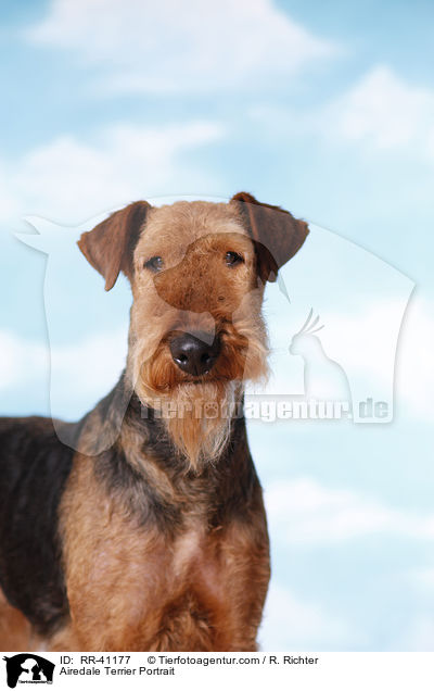 Airedale Terrier Portrait / Airedale Terrier Portrait / RR-41177