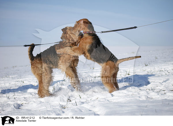 Airedale Terrier / RR-41212