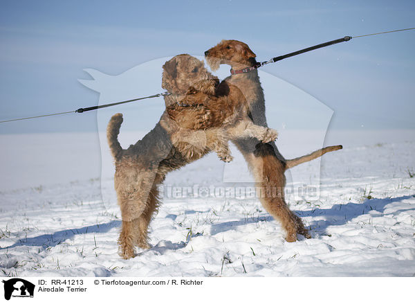 Airedale Terrier / RR-41213