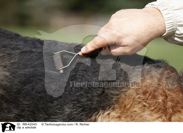 trimmen / clip a airedale / RR-42045