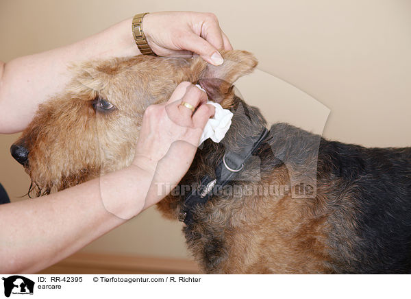 Ohrenpflege / earcare / RR-42395