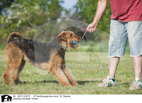 spielender Airedale Terrier / playing Airedale Terrier / SST-10275