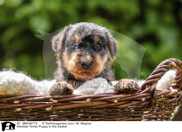 Airedale Terrier Welpe im Krbchen / Airedale Terrier Puppy in the basket / MW-08772