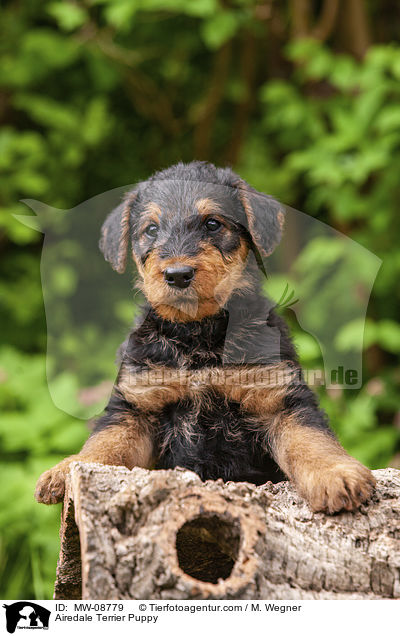 Airedale Terrier Puppy / MW-08779
