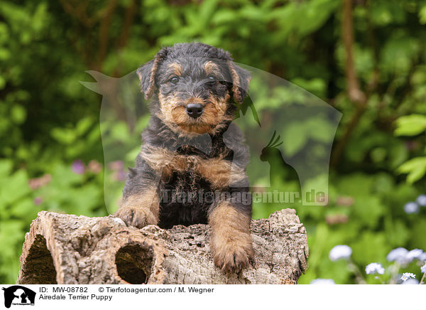 Airedale Terrier Welpe / Airedale Terrier Puppy / MW-08782