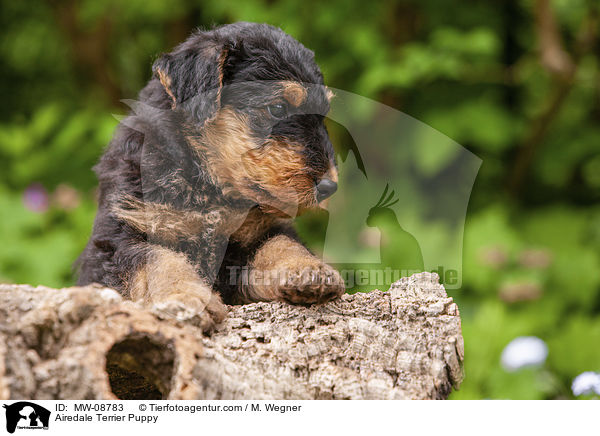 Airedale Terrier Puppy / MW-08783