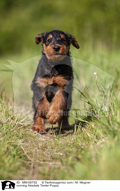 running Airedale Terrier Puppy / MW-08792