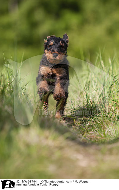 running Airedale Terrier Puppy / MW-08794