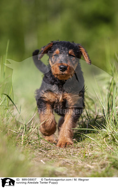 rennender Airedale Terrier Welpe / running Airedale Terrier Puppy / MW-08807
