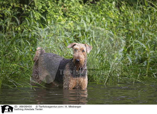 bathing Airedale Terrier / AM-06400