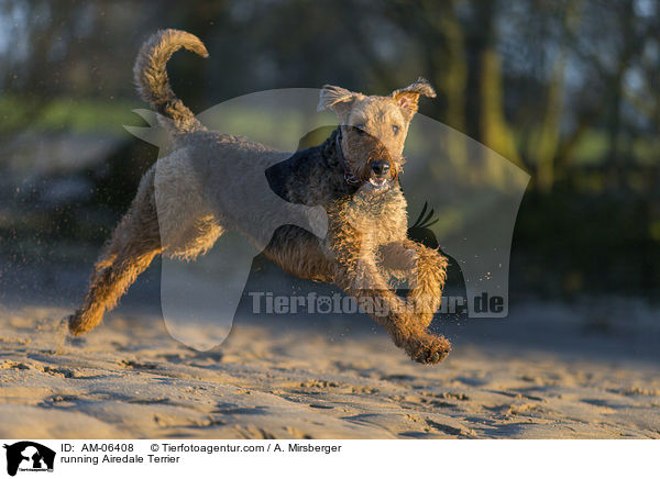rennender Airedale Terrier / running Airedale Terrier / AM-06408