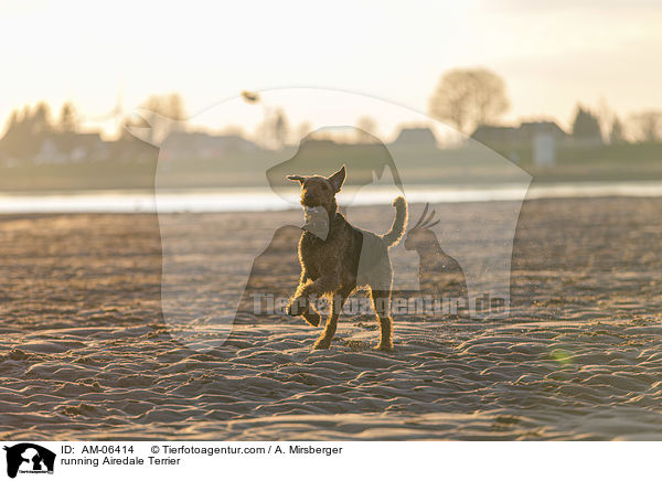 running Airedale Terrier / AM-06414