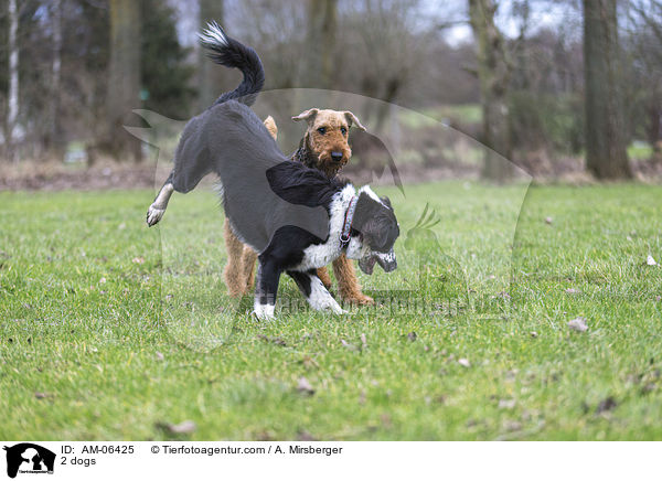2 dogs / AM-06425