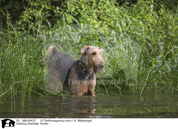 badender Airedale Terrier / bathing Airedale Terrier / AM-06427