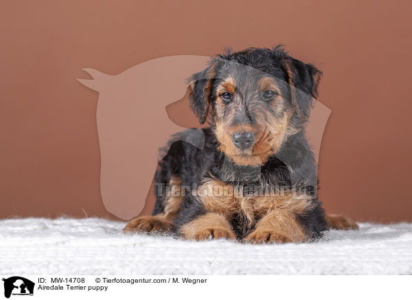 Airedale Terrier Welpe / Airedale Terrier puppy / MW-14708