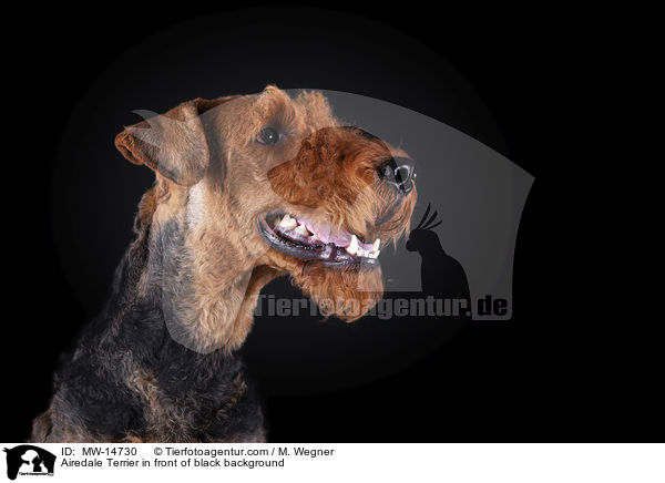 Airedale Terrier in front of black background / MW-14730