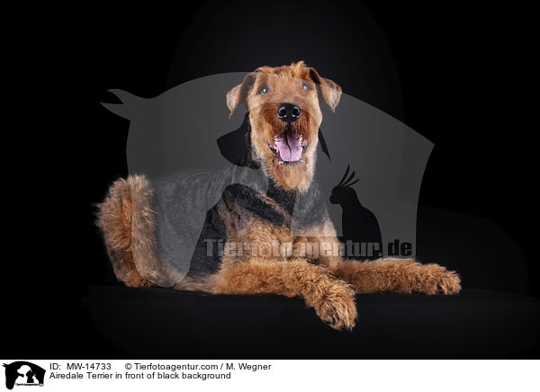 Airedale Terrier vor schwarzem Hintergrund / Airedale Terrier in front of black background / MW-14733