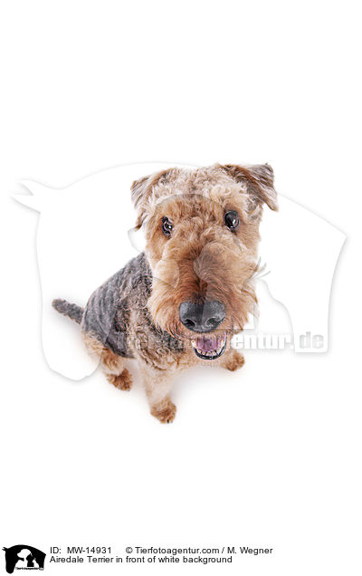 Airedale Terrier vor weiem Hintergrund / Airedale Terrier in front of white background / MW-14931