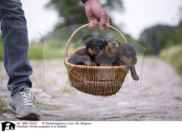 Airedale Terrier puppies in a basket / MW-15021