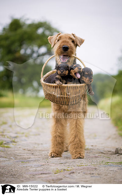 Airedale Terrier Welpen im Krbchen / Airedale Terrier puppies in a basket / MW-15022