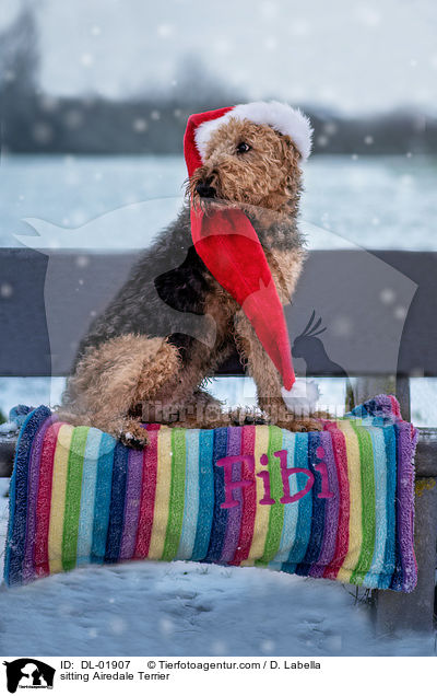 sitting Airedale Terrier / DL-01907