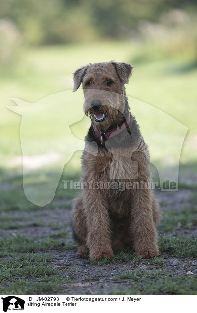 sitting Airedale Terrier / JM-02793