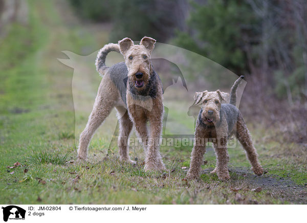 2 dogs / JM-02804