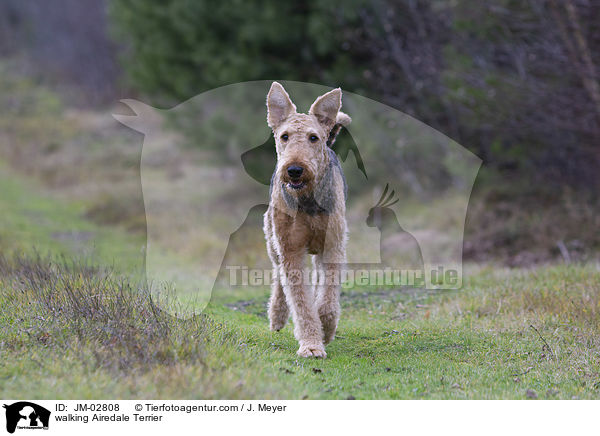 laufender Airedale Terrier / walking Airedale Terrier / JM-02808