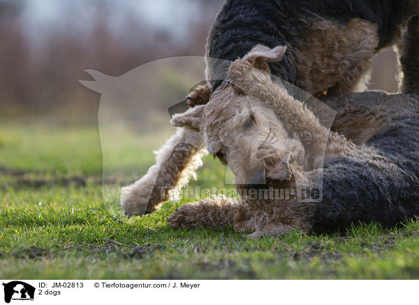 2 Hunde / 2 dogs / JM-02813