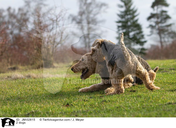 2 dogs / JM-02815