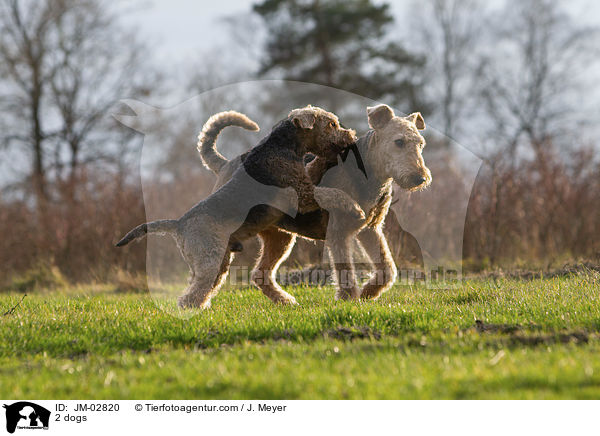 2 Hunde / 2 dogs / JM-02820