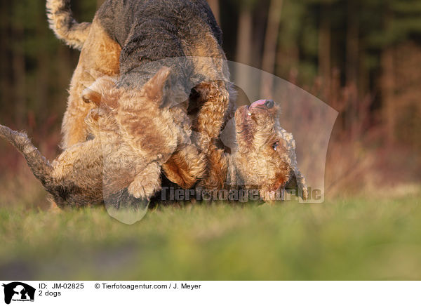 2 dogs / JM-02825