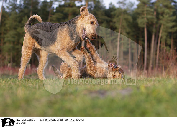 2 Hunde / 2 dogs / JM-02829