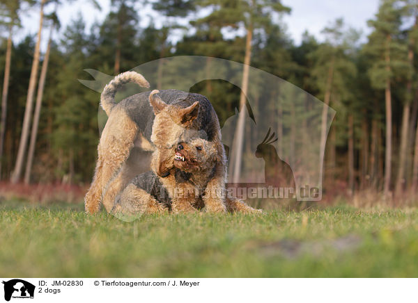 2 Hunde / 2 dogs / JM-02830