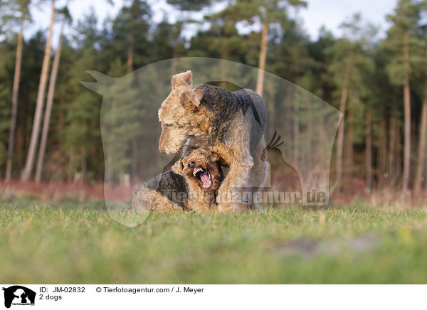 2 dogs / JM-02832